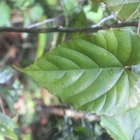 Ampelocissus indica (L.) Planch.